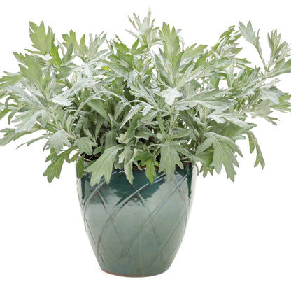 'Silver Lining' White Sagebrush in use.