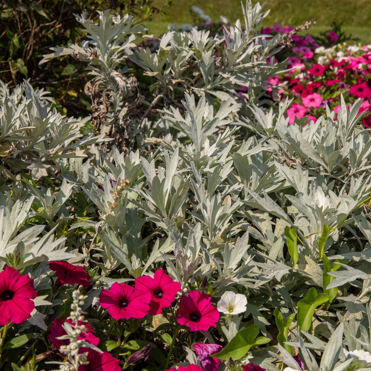'Silver Lining' White Sagebrush (Artemisia hybrid)