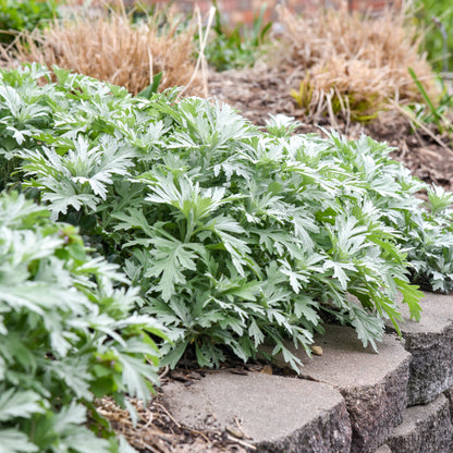 'Silver Lining' White Sagebrush (Artemisia hybrid)