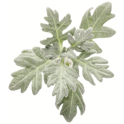 'Silver Lining' White Sagebrush (Artemisia hybrid)