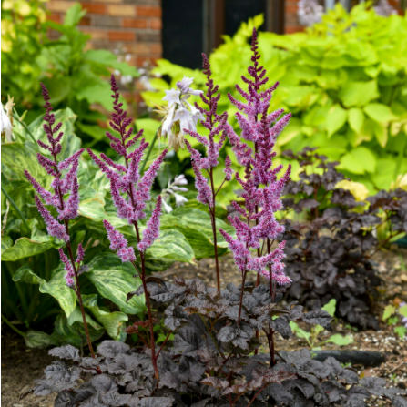 'Dark Side of the Moon' Astilbe in use.