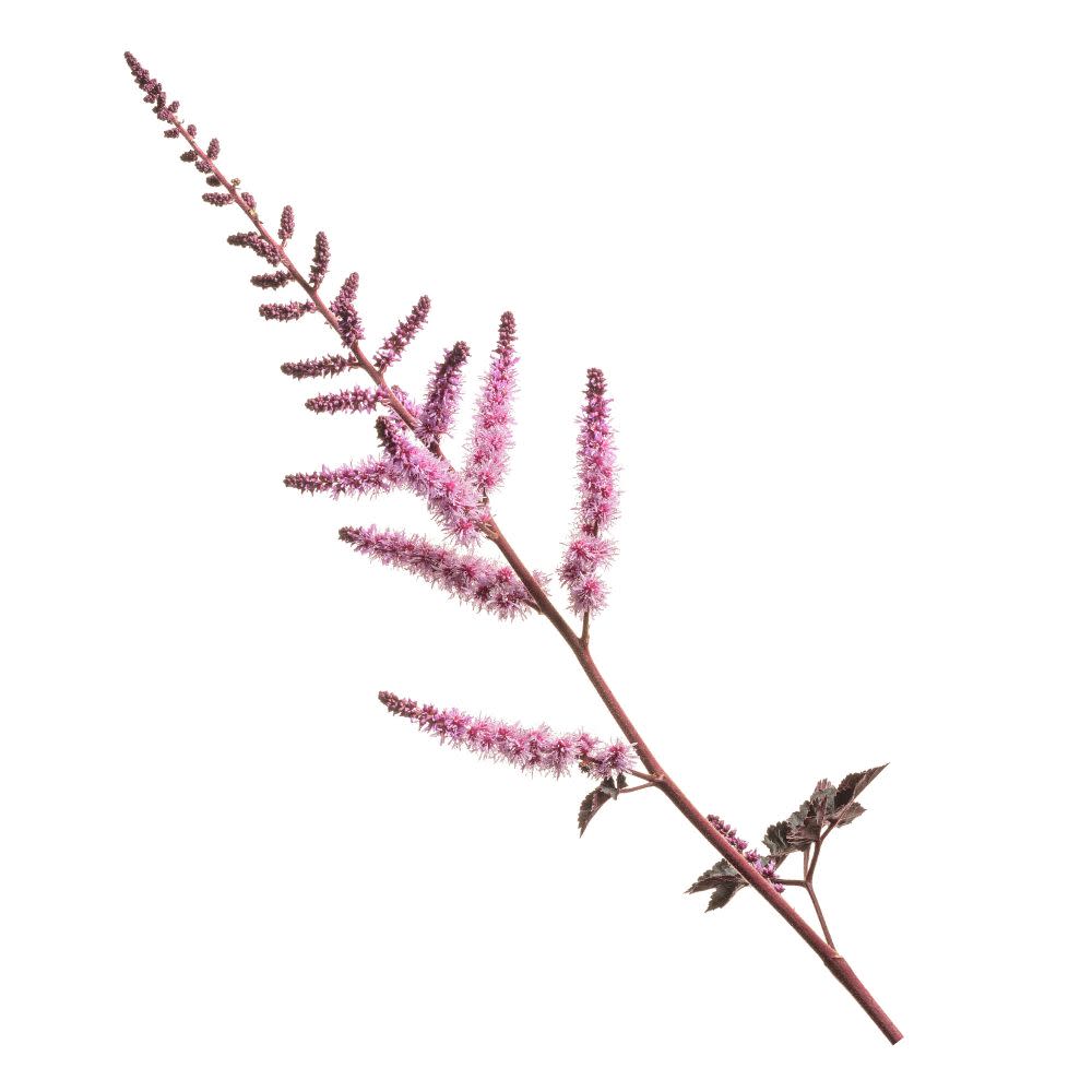 'Dark Side of the Moon' Astilbe (Astilbe hybrid)