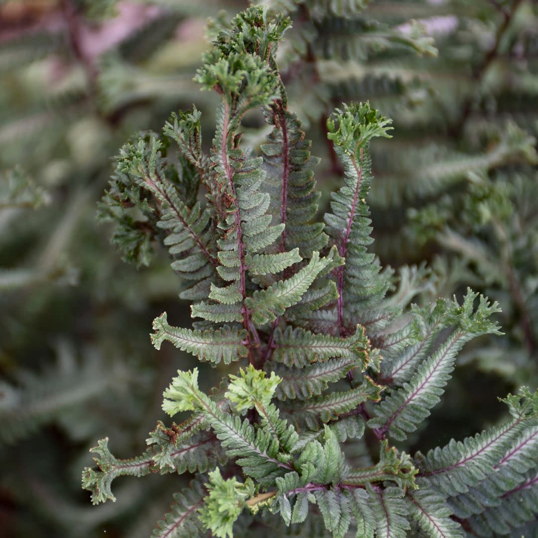 'Crested Surf' Crested Japanese Painted Fern (Athyrium niponicum)
