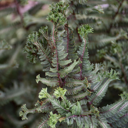 'Crested Surf' Crested Japanese Painted Fern (Athyrium niponicum)