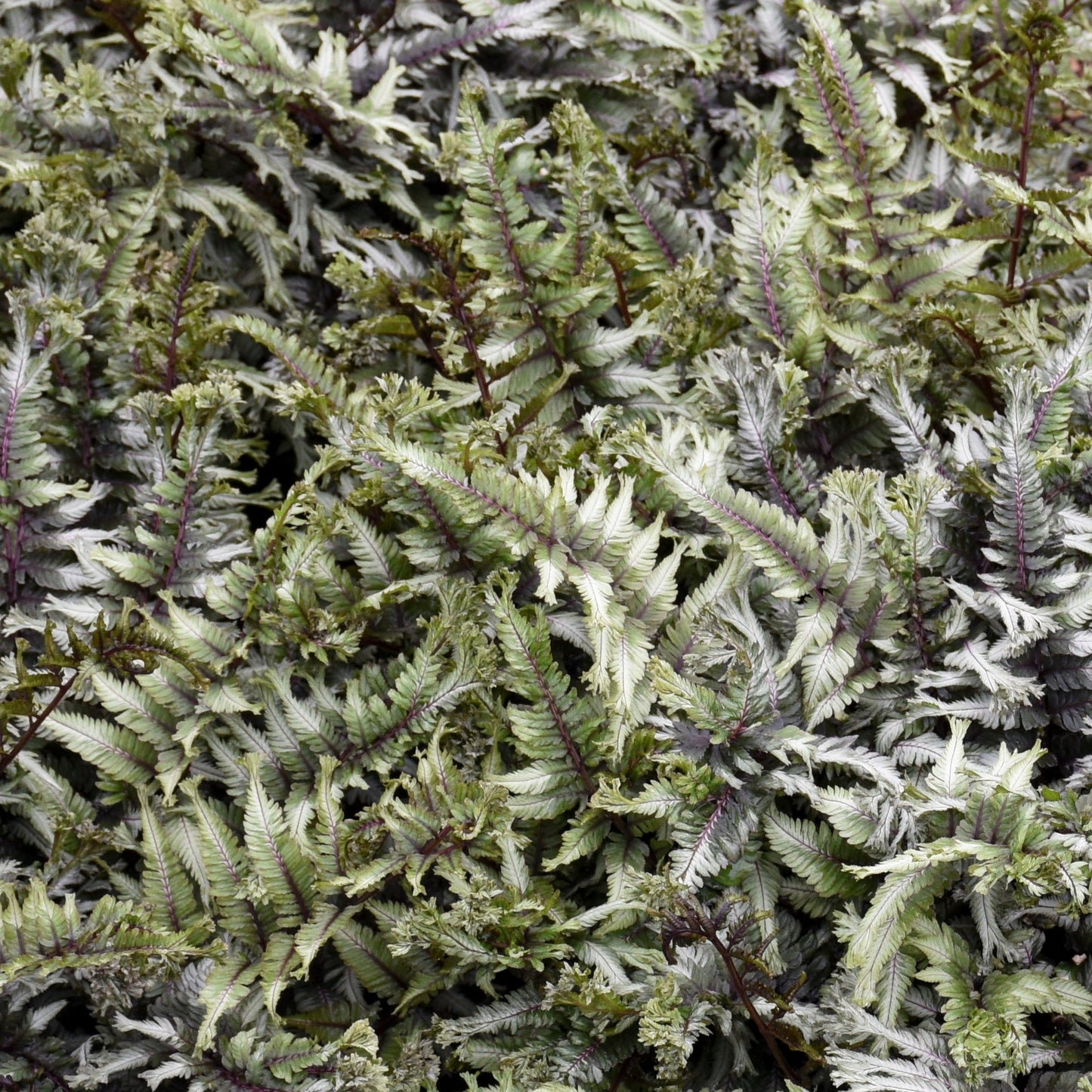 'Crested Surf' Crested Japanese Painted Fern (Athyrium niponicum)