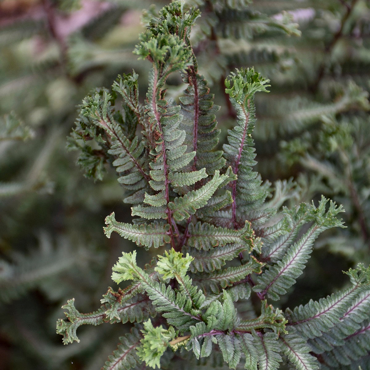 'Crested Surf' Crested Japanese Painted Fern (Athyrium niponicum)