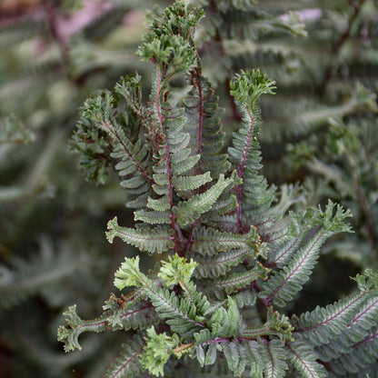 'Crested Surf' Crested Japanese Painted Fern (Athyrium niponicum)