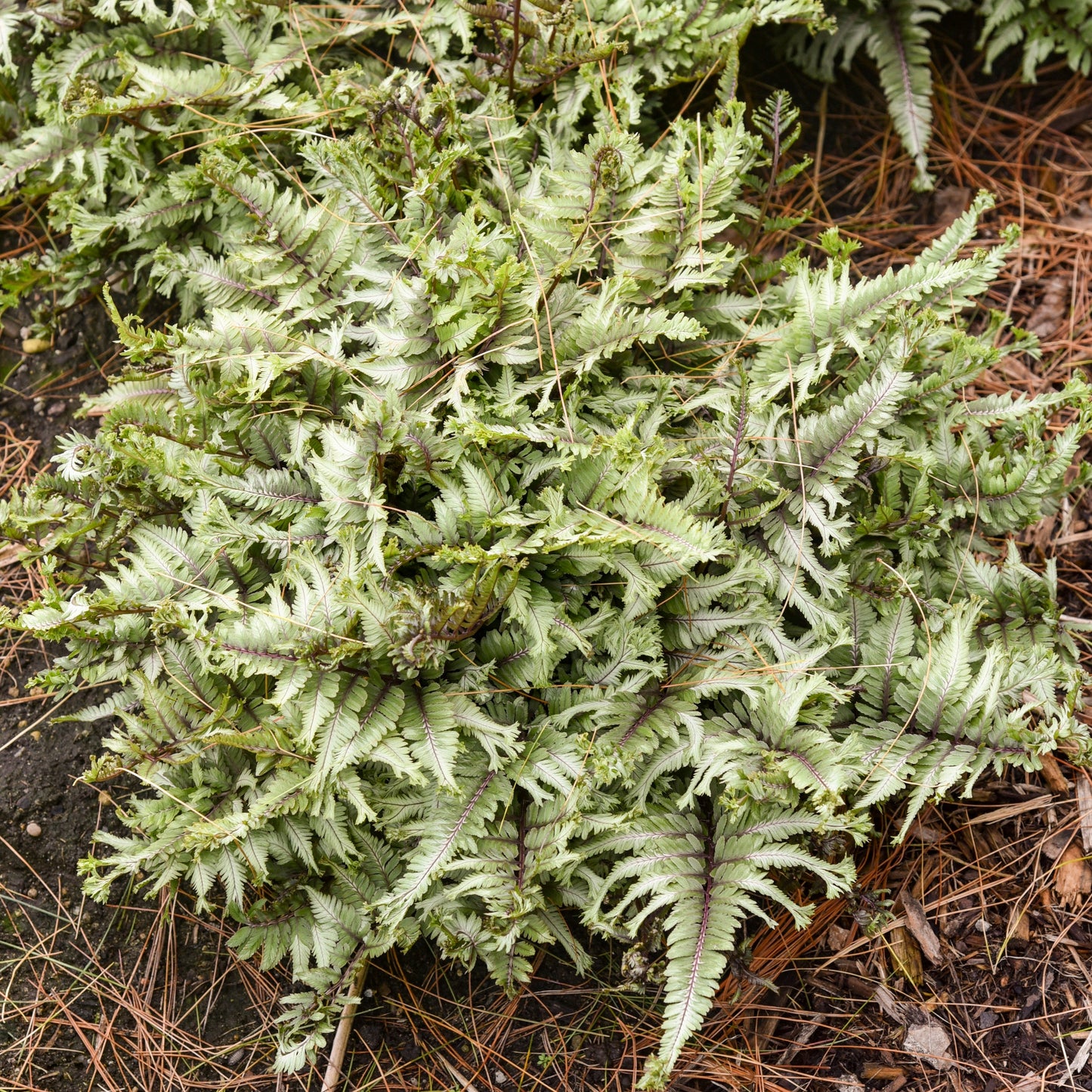 'Crested Surf' Crested Japanese Painted Fern (Athyrium niponicum)