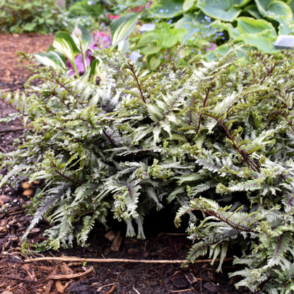 'Crested Surf' Crested Japanese Painted Fern (Athyrium niponicum)