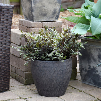 'Crested Surf' Crested Japanese Painted Fern (Athyrium niponicum)