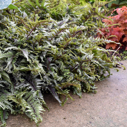 'Crested Surf' Crested Japanese Painted Fern (Athyrium niponicum)