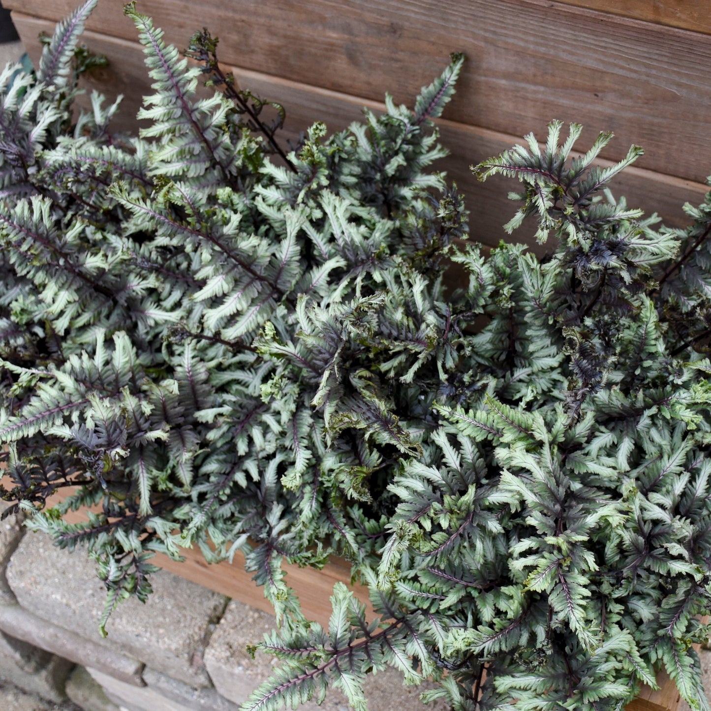 'Crested Surf' Crested Japanese Painted Fern (Athyrium niponicum)