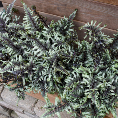 'Crested Surf' Crested Japanese Painted Fern (Athyrium niponicum)