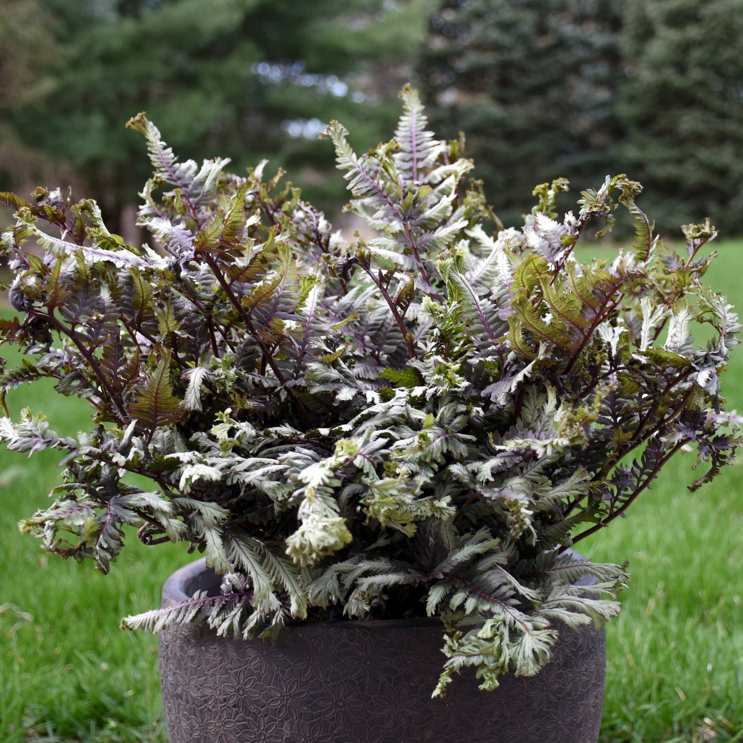 'Crested Surf' Crested Japanese Painted Fern (Athyrium niponicum)