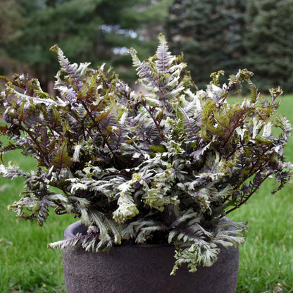 'Crested Surf' Crested Japanese Painted Fern (Athyrium niponicum)