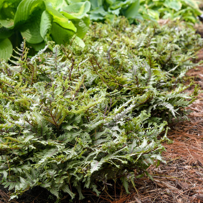 'Crested Surf' Crested Japanese Painted Fern (Athyrium niponicum)