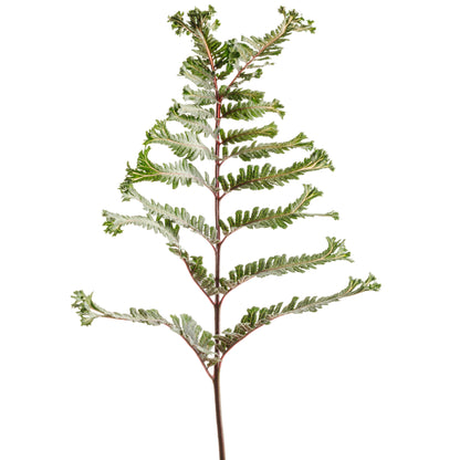 'Crested Surf' Crested Japanese Painted Fern (Athyrium niponicum)