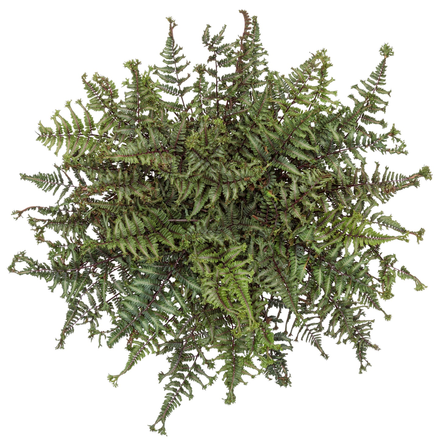 'Crested Surf' Crested Japanese Painted Fern (Athyrium niponicum)