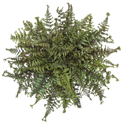 'Crested Surf' Crested Japanese Painted Fern (Athyrium niponicum)