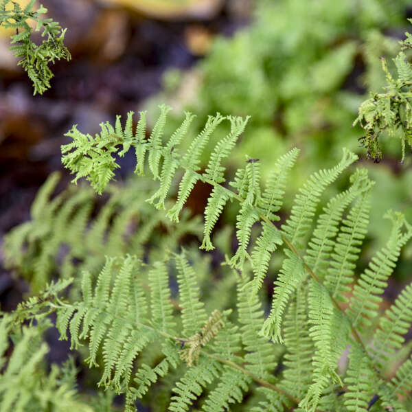 'Fronds Forever' Lady Fern (Athyrium filix-femina) | Proven Winners® New Variety 2025