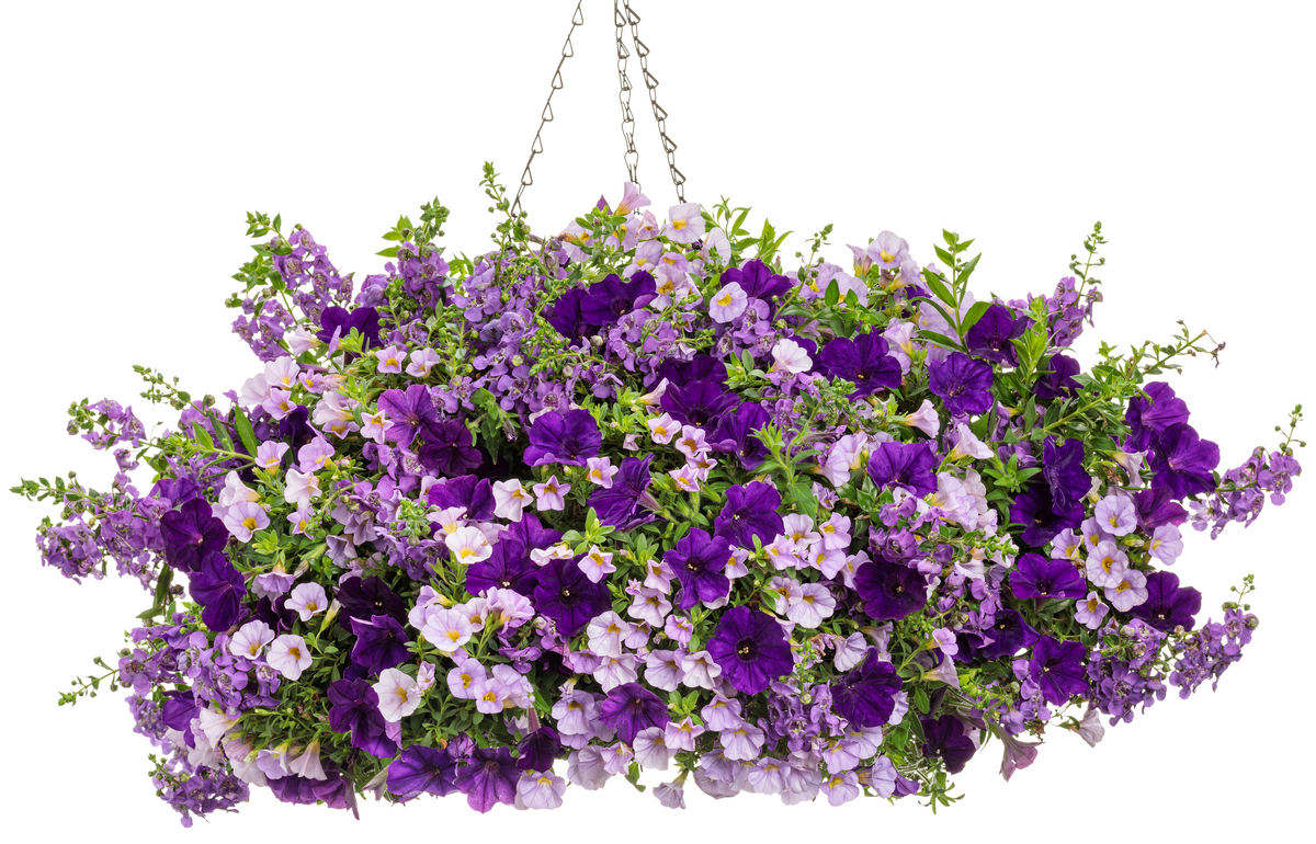 Superbells® Miss Lilac (Calibrachoa hybrid)
