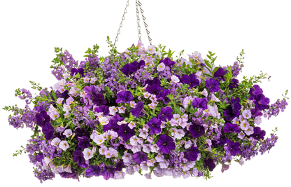 Superbells® Miss Lilac (Calibrachoa hybrid)