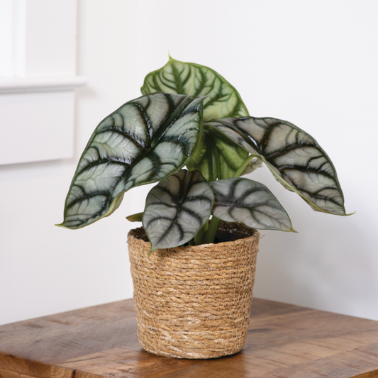 Mythic® Silver Dragon Jewel Alocasia (Alocasia baginda)