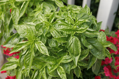Seeds Pesto Besto™ Sweet Italian Basil (Ocimum)