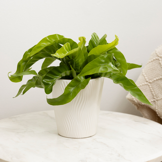 Living Lace® Hurricane - Bird's Nest Fern (Asplenium antiquum)