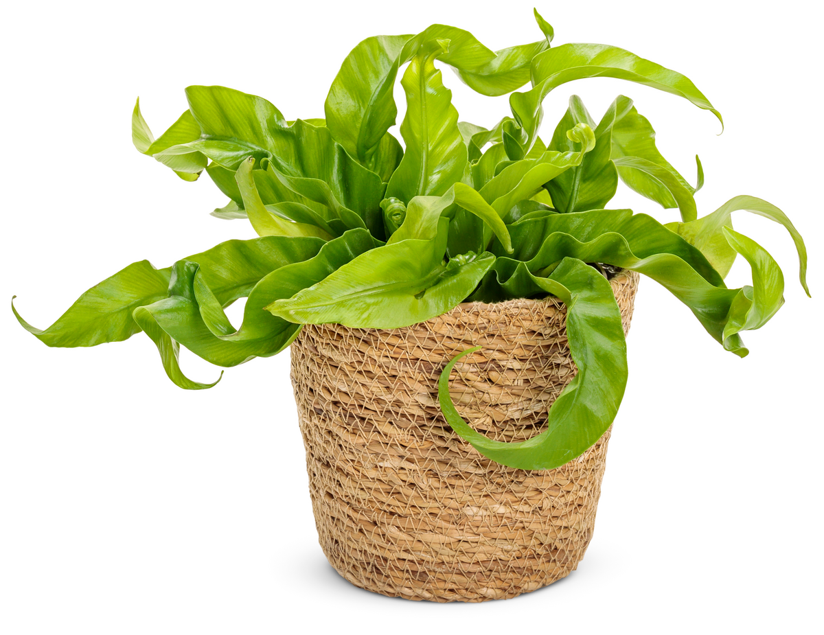 Living Lace® Hurricane - Bird's Nest Fern (Asplenium antiquum)