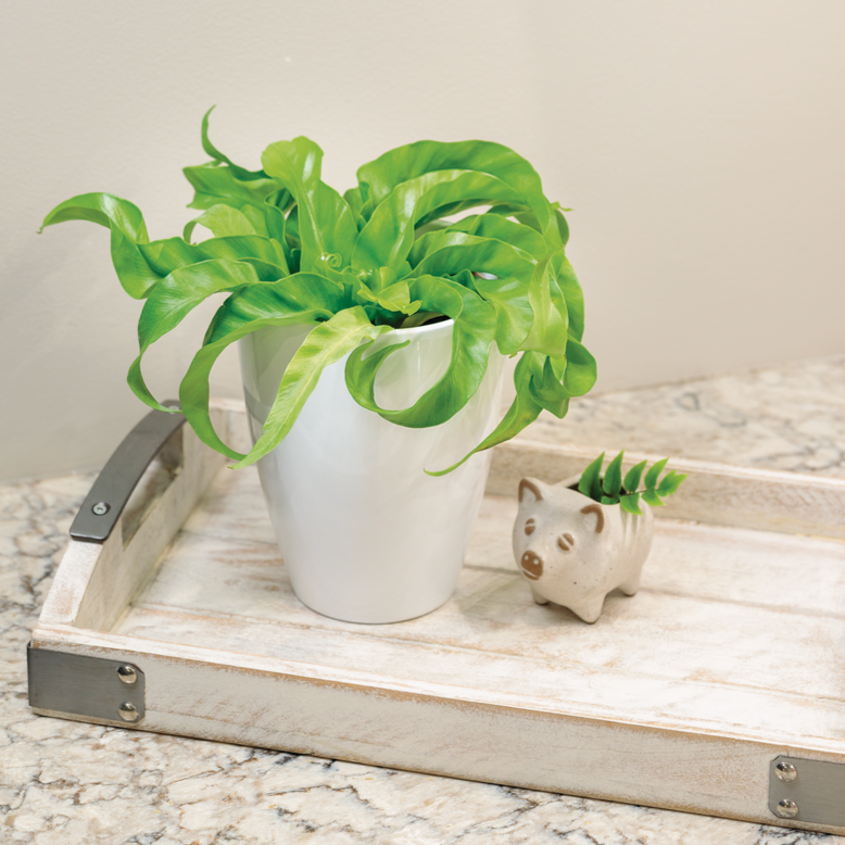 Living Lace® Hurricane - Bird's Nest Fern (Asplenium antiquum)