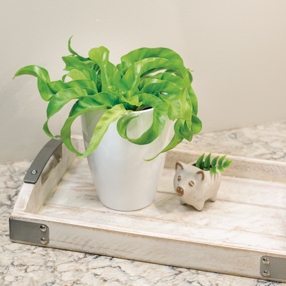 Living Lace® Hurricane - Bird's Nest Fern (Asplenium antiquum)