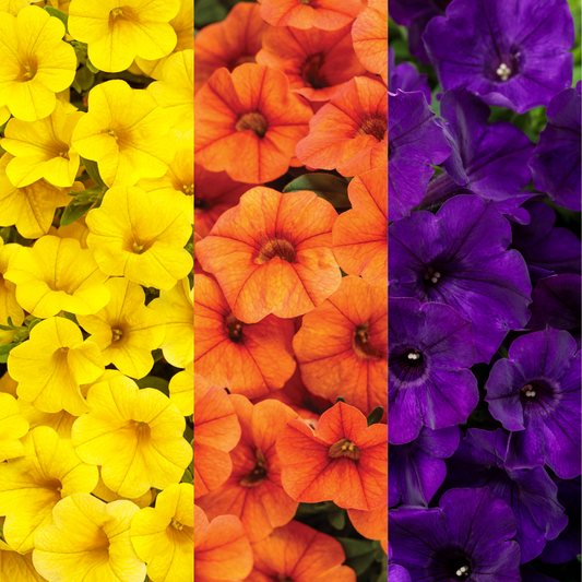 'Autumn Breeze' 6.5 Inch Combination