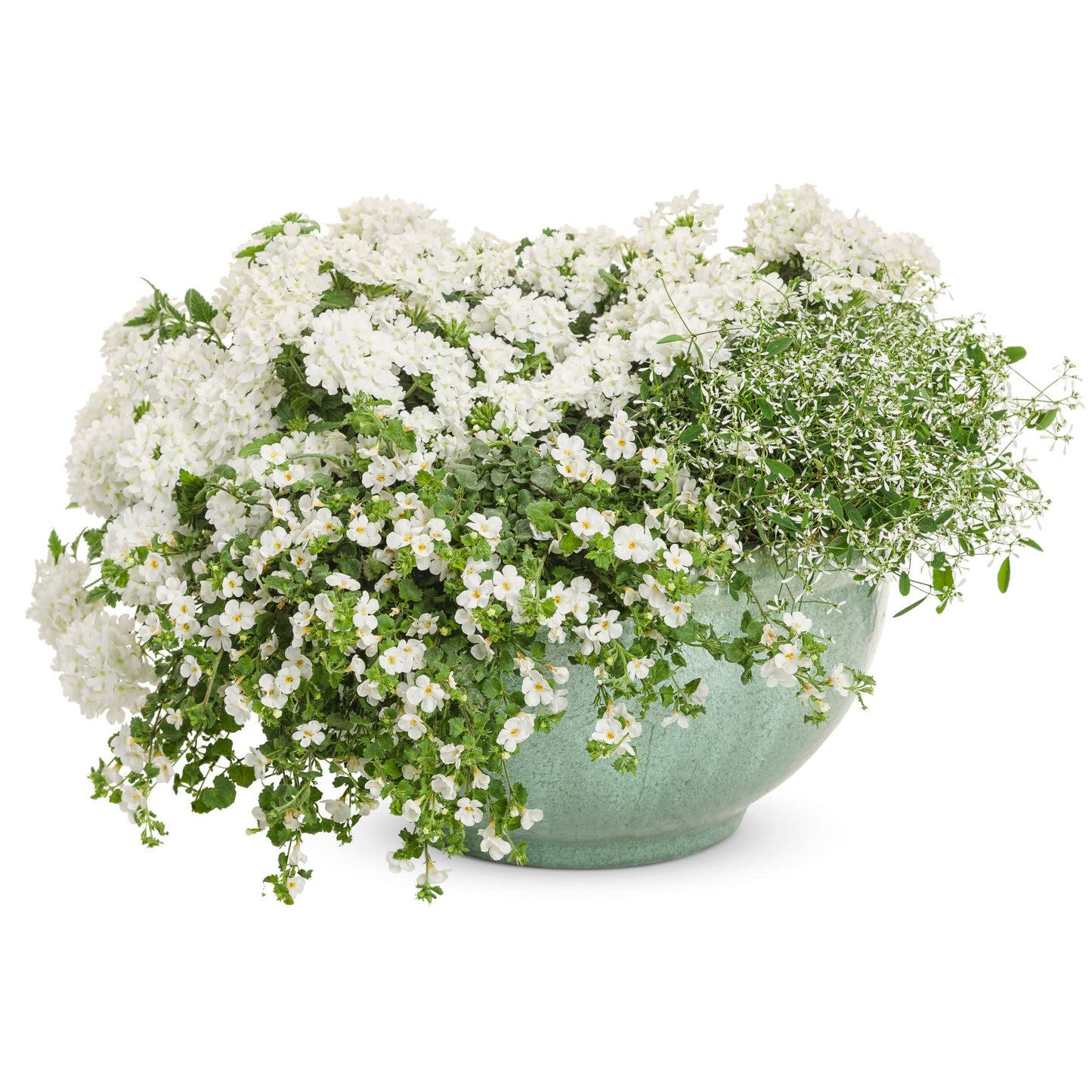 Snowstorm® Giant Snowflake® Bacopa (Sutera cordata)