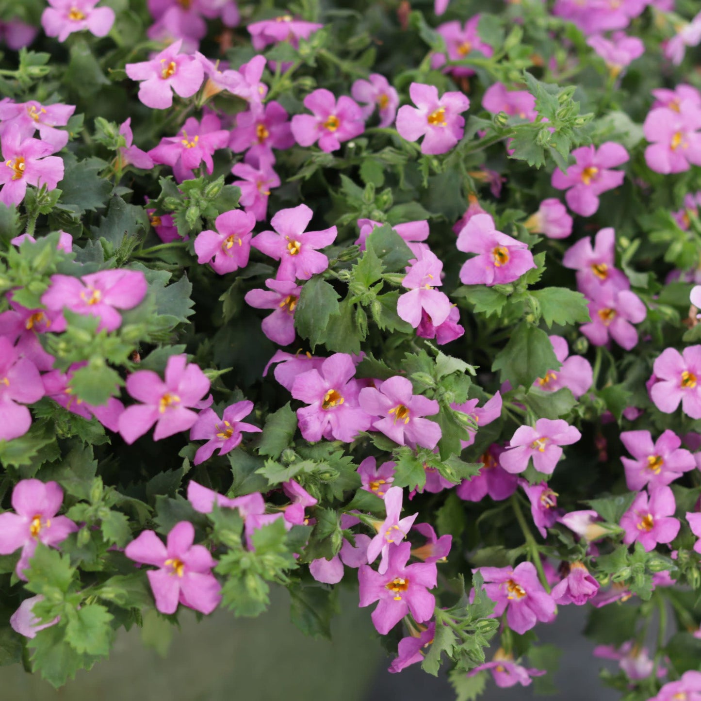 Snowstorm® Rose Bacopa (Sutera cordata)