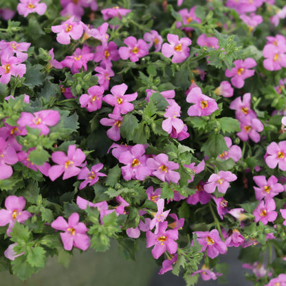 Snowstorm® Rose Bacopa (Sutera cordata)