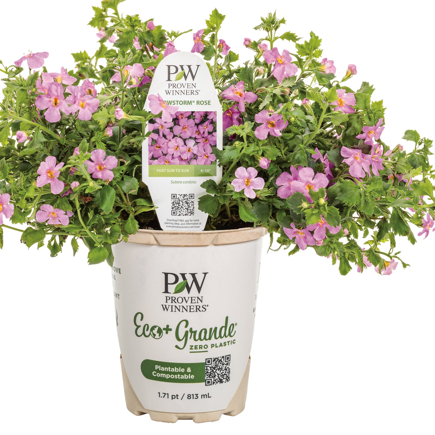 Snowstorm® Rose Bacopa (Sutera cordata)