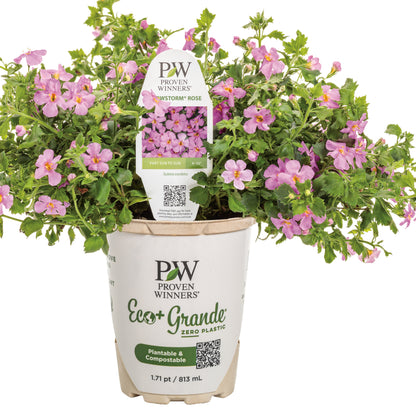 Snowstorm® Rose Bacopa (Sutera cordata)