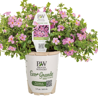 Snowstorm® Rose Bacopa (Sutera cordata)