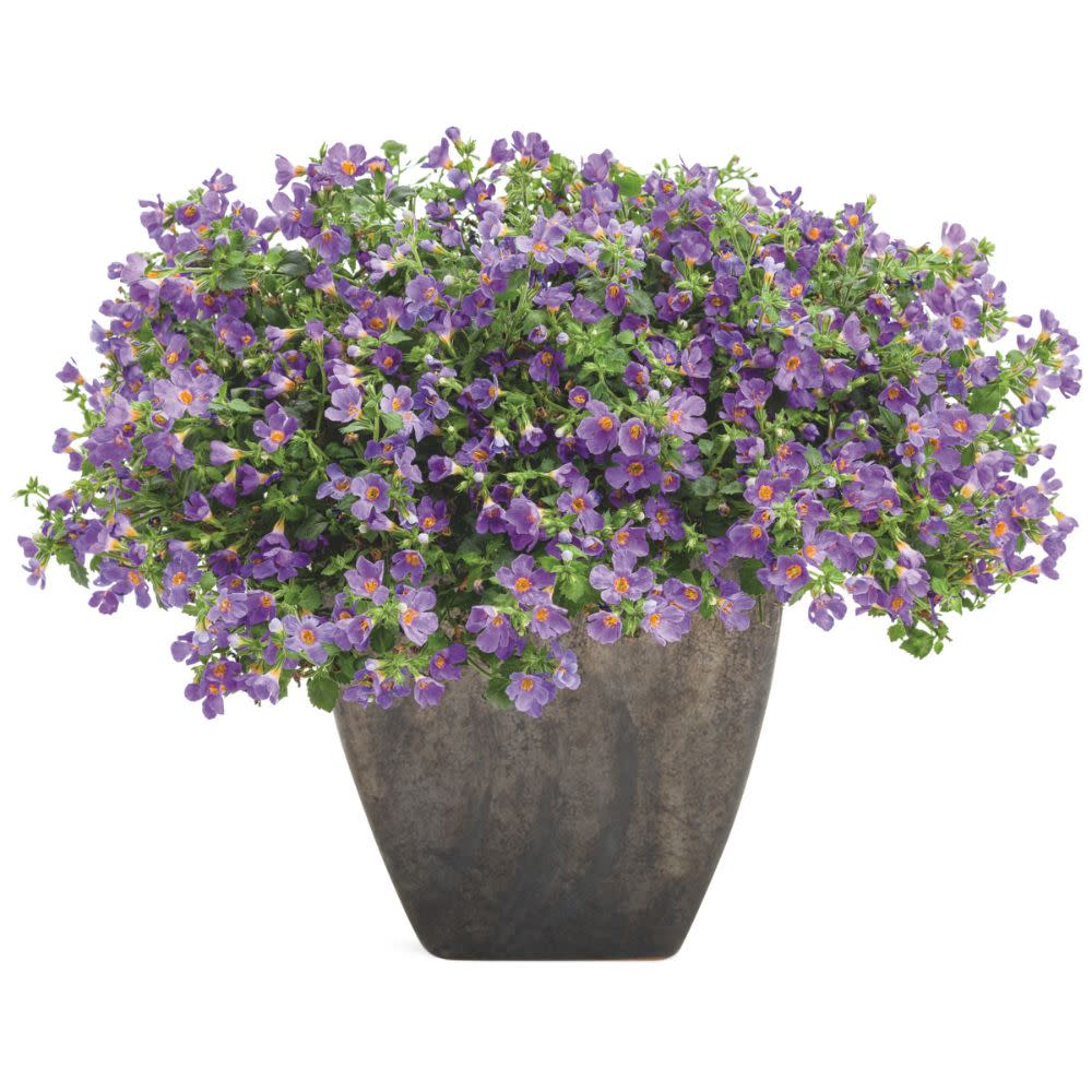 Snowstorm® Blue Bacopa (Sutera cordata)