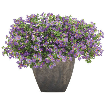 Snowstorm® Blue Bacopa (Sutera cordata)