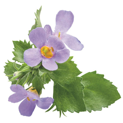 Snowstorm® Blue Bacopa (Sutera cordata)