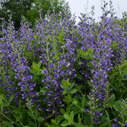 Decadence 'Blueberry Sundae' False Indigo in focus.