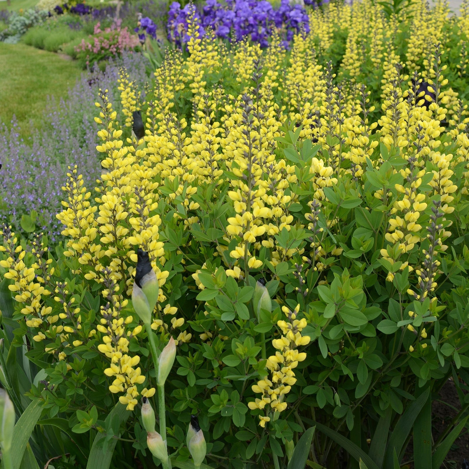 Decadence 'Lemon Meringue' False Indigo up close.