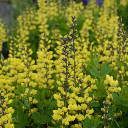 Decadence 'Lemon Meringue' False Indigo up close.