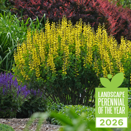 Decadence® 'Lemon Meringue' False Indigo (Baptisia hybrid)