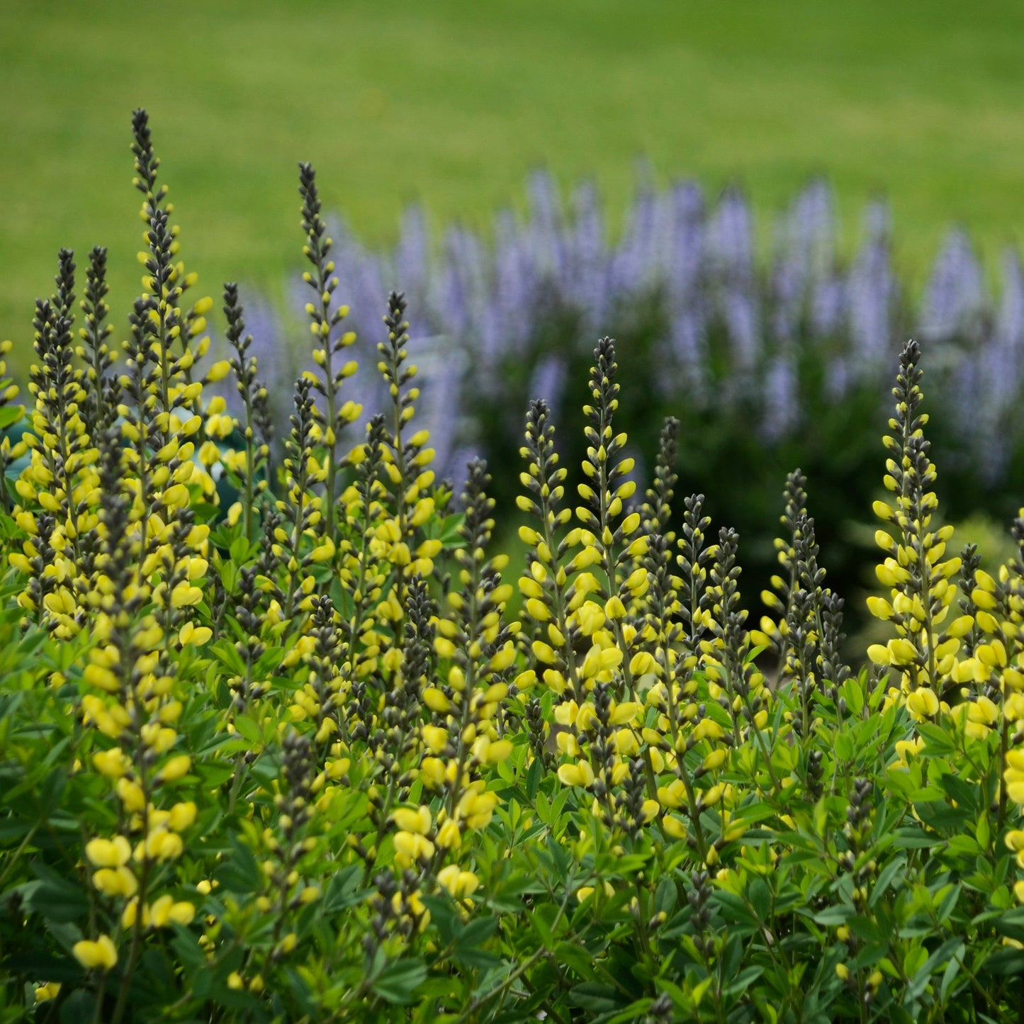Decadence® 'Lemon Meringue' False Indigo (Baptisia hybrid)