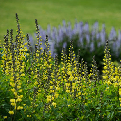 Decadence® 'Lemon Meringue' False Indigo (Baptisia hybrid)