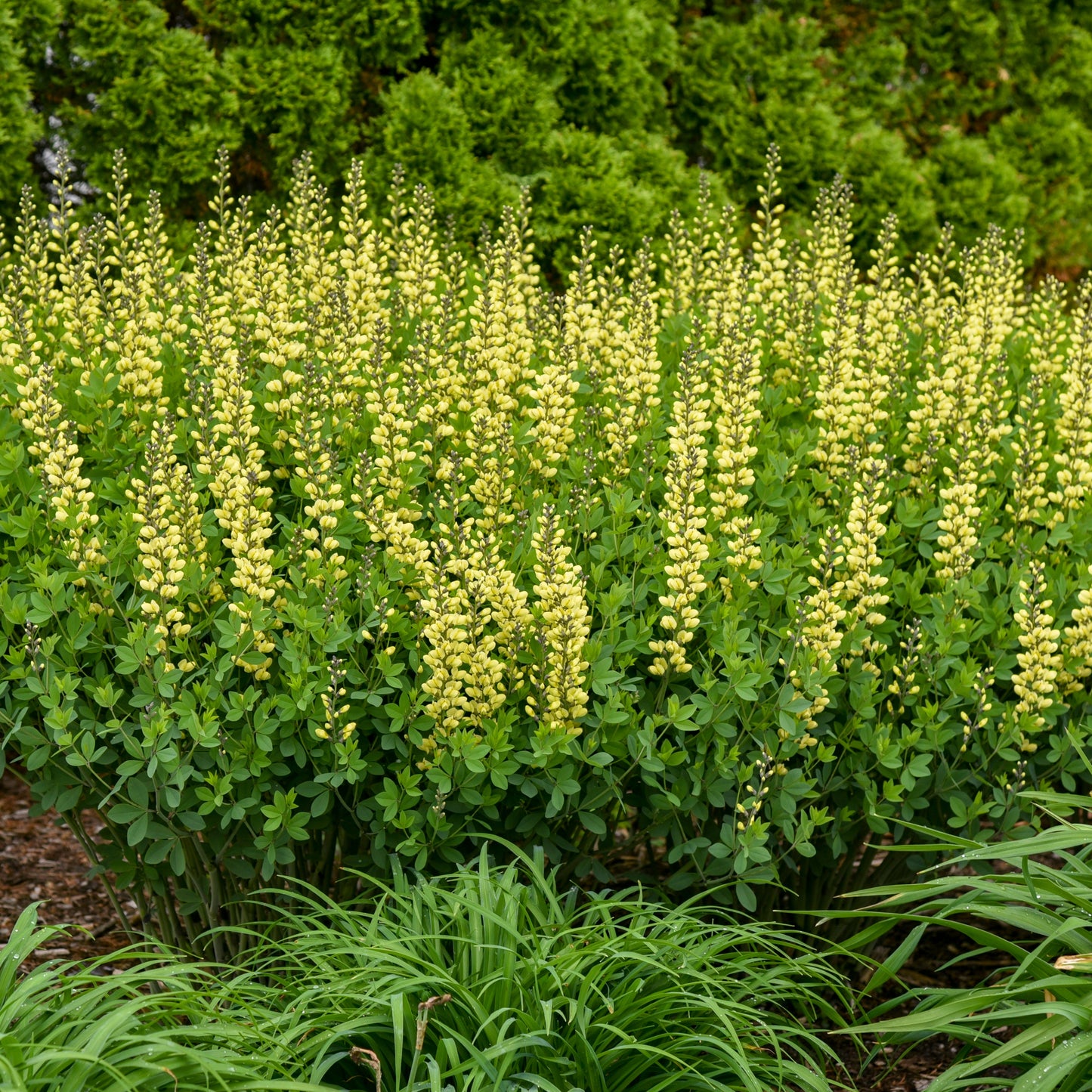 Decadence® 'Lemon Meringue' False Indigo (Baptisia hybrid)