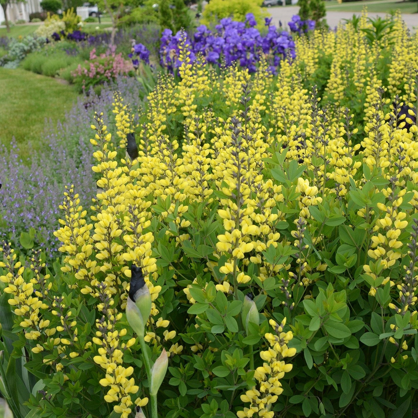 Decadence® 'Lemon Meringue' False Indigo (Baptisia hybrid)